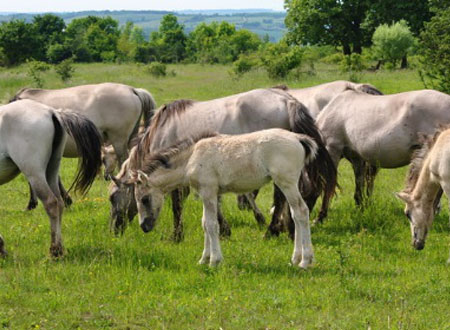 Wildpferde bei Balgstädt